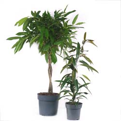 Ficus binnendijkii